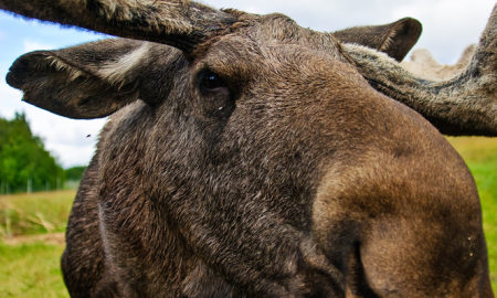 Moose Vs. Auto Incidents on Rise in Western Wyoming